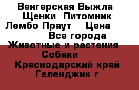 Венгерская Выжла. Щенки. Питомник Лембо Праут. › Цена ­ 35 000 - Все города Животные и растения » Собаки   . Краснодарский край,Геленджик г.